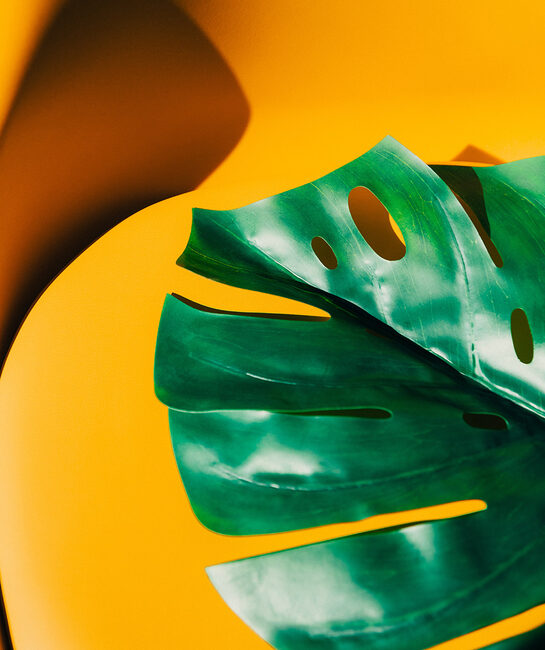 big green leaf on yellow background
